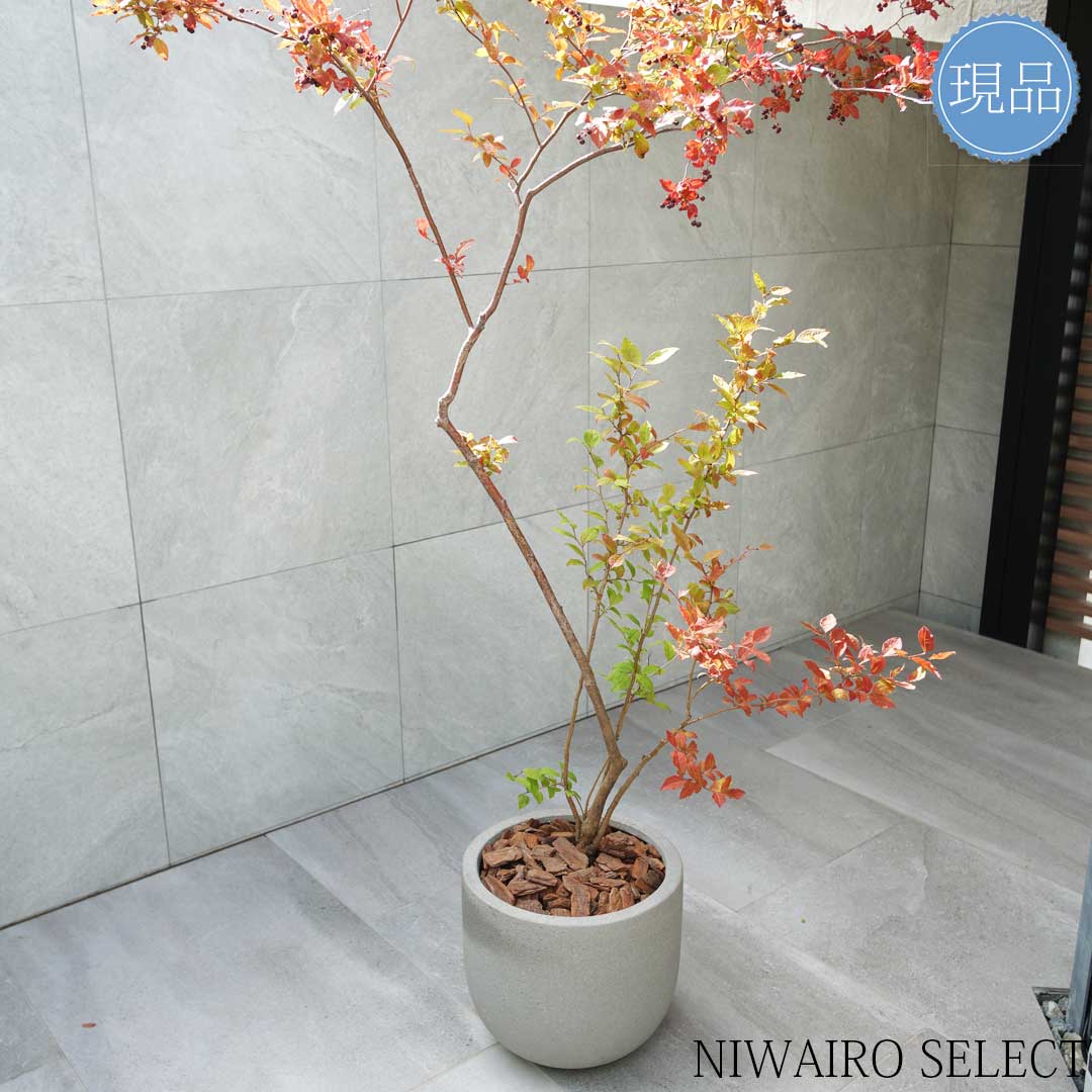 楽天市場】【現品】鉢植え【ナツハゼ】夏櫨 本株立ち 自然風樹形 全高H