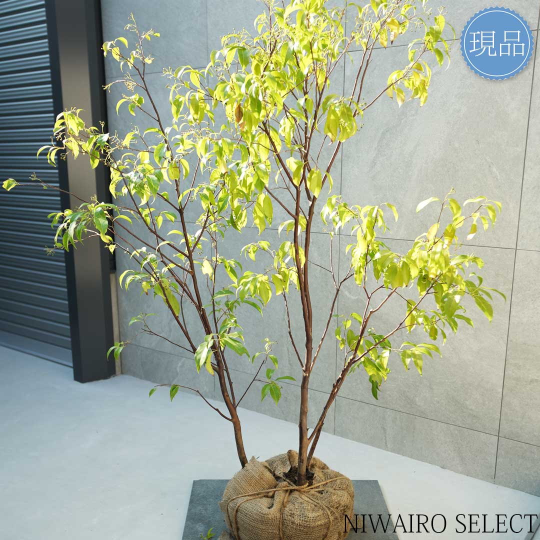 楽天市場】【現品】【常緑エゴノキ】トキワエゴノキ 常盤 株立ち 自然