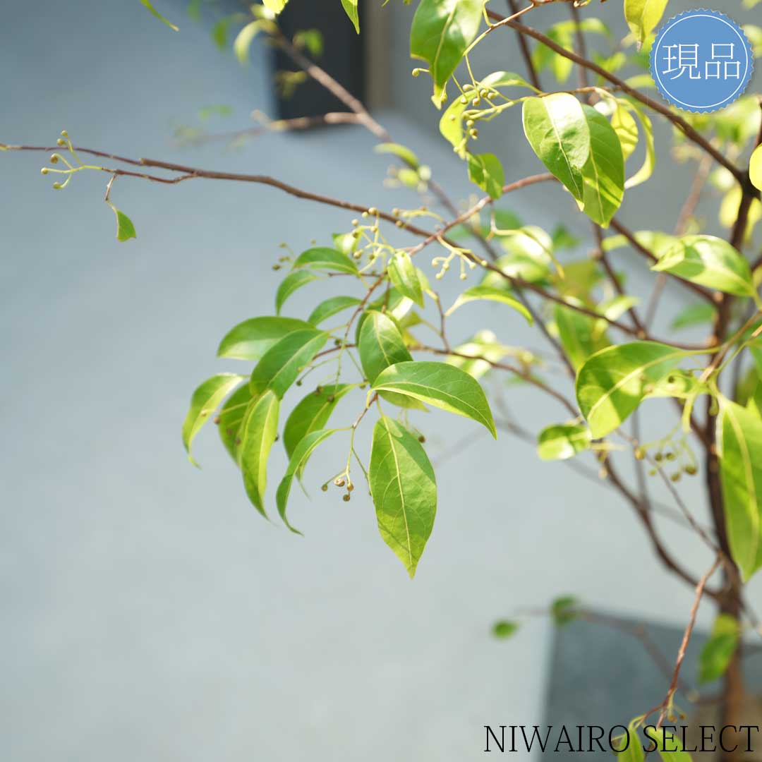 楽天市場】【現品】【常緑エゴノキ】トキワエゴノキ 常盤 株立ち 自然