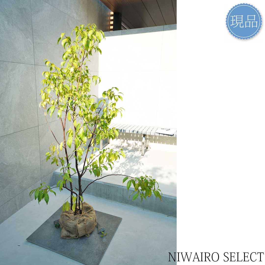 楽天市場】【現品】【常緑エゴノキ】トキワエゴノキ 常盤 株立ち 自然