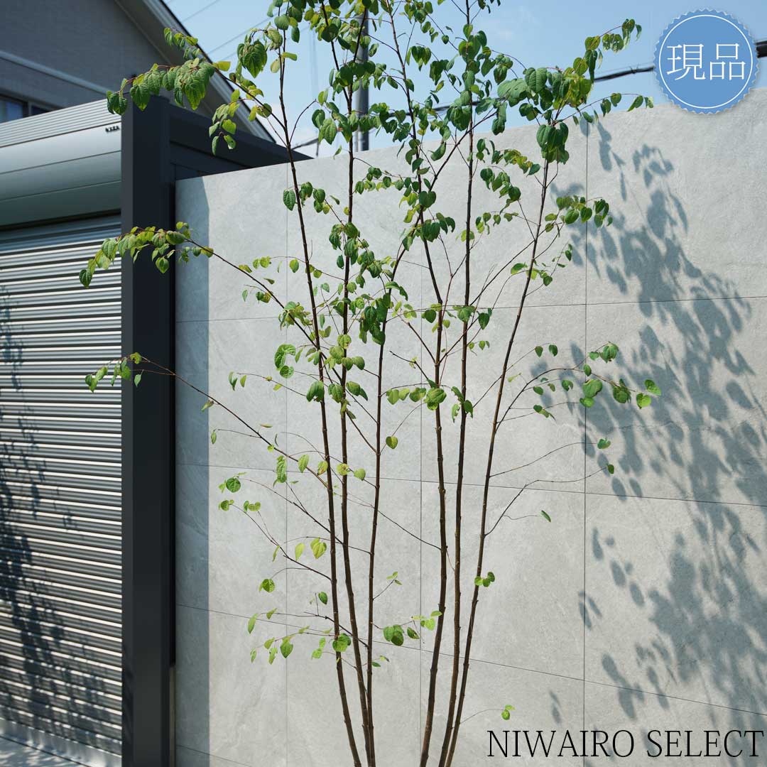 楽天市場】【現品】【カツラ】本株立ち 自然風樹形 樹高H≒305 × 枝張W