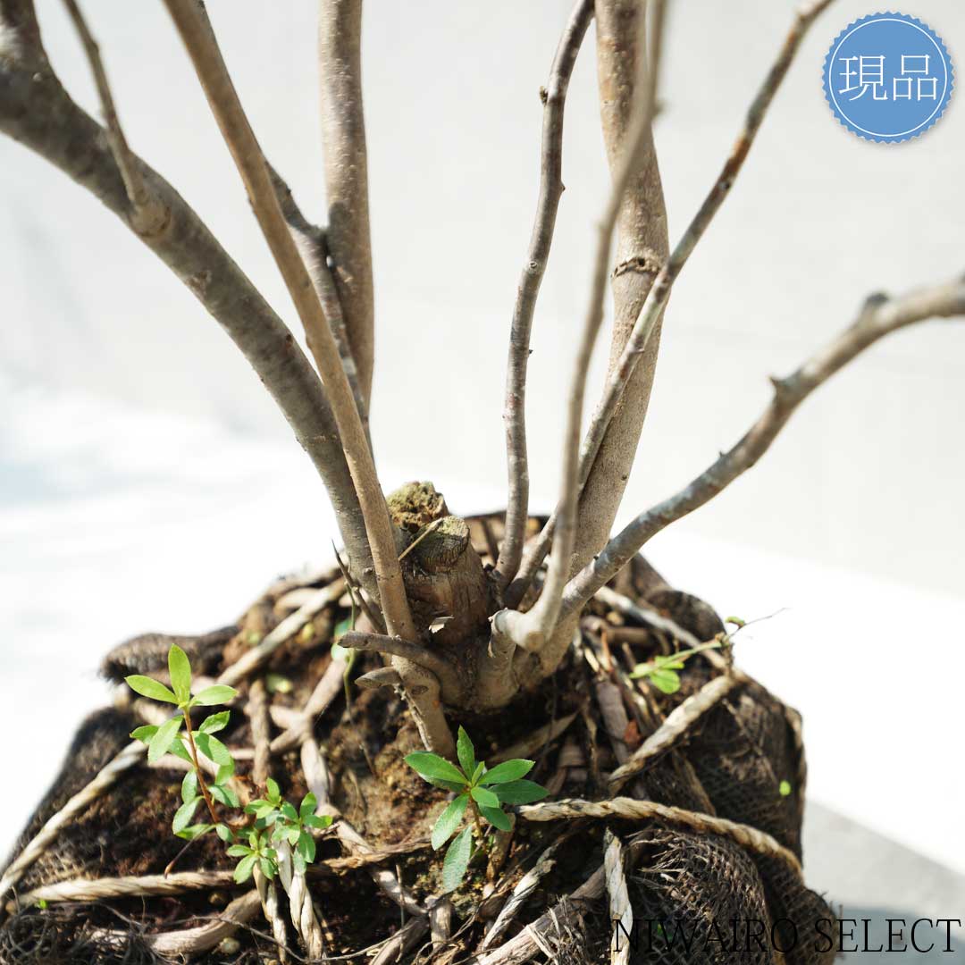 楽天市場】【現品】山採り【ナツハゼ】夏櫨 本株立ち 自然風樹形 樹高H