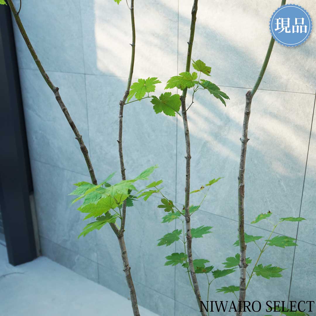 楽天市場】【現品】山採り【ハウチワカエデ】羽団扇楓 株立ち 自然風樹