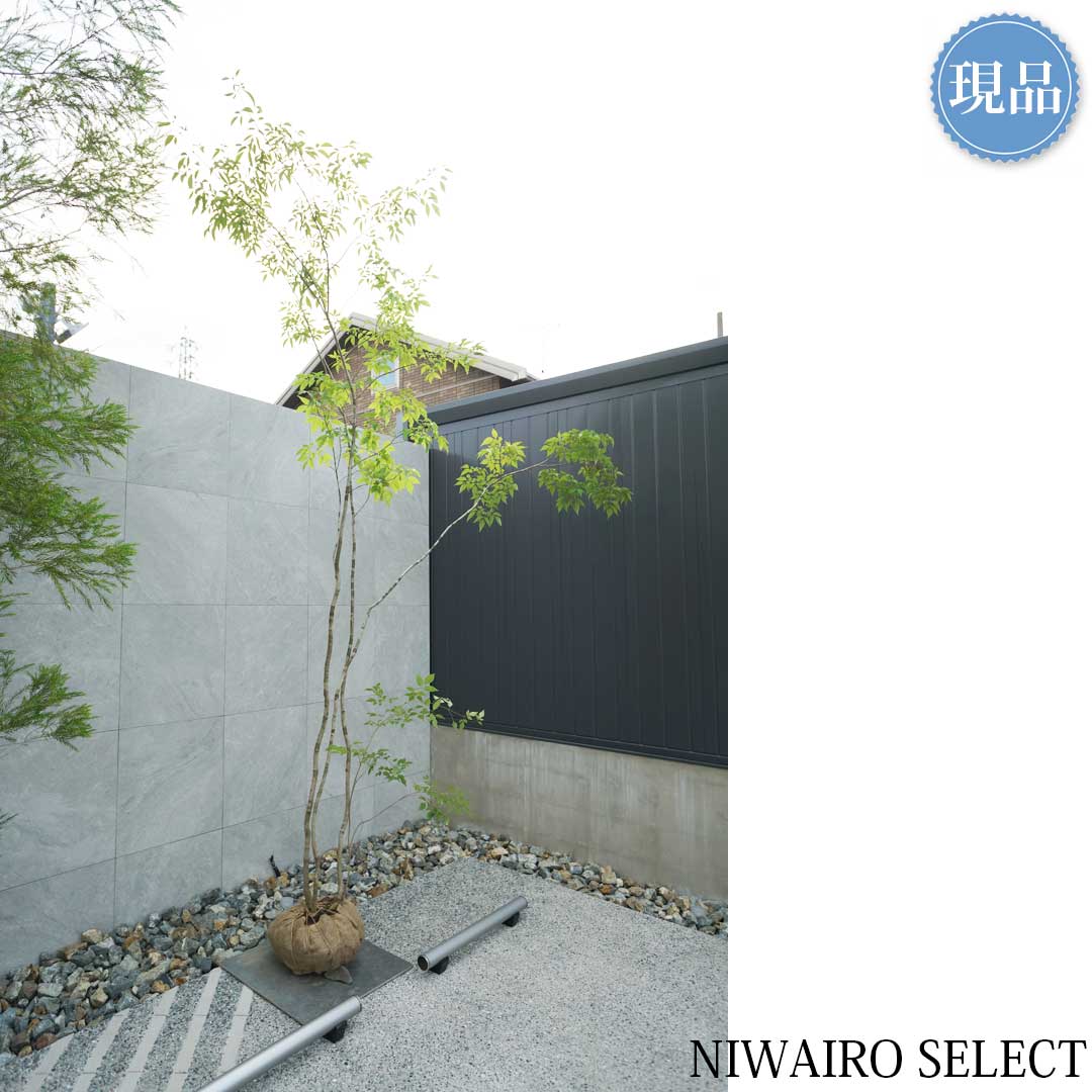 楽天市場】【現品】山採り【アオダモ】株立ち 自然風樹形