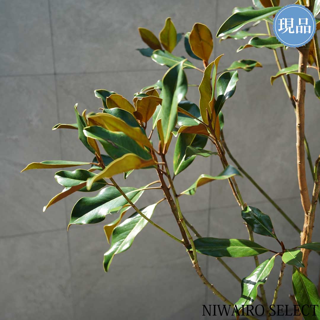 楽天市場】【現品】【ケイパレス】タイサンボク 矮性 自然風樹形 樹高H