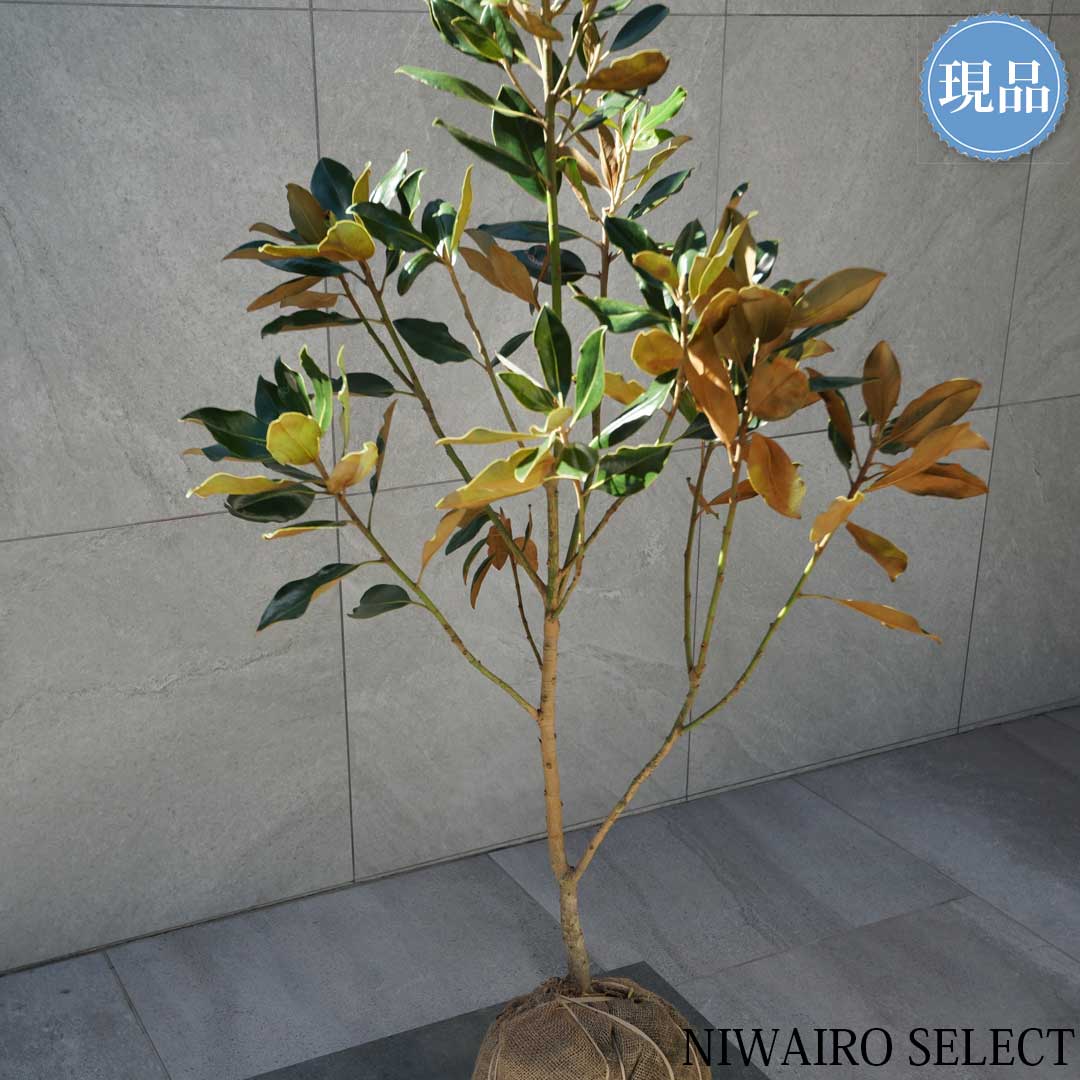 楽天市場】【現品】【リトルジェム】タイサンボク 泰山木 矮性 自然風