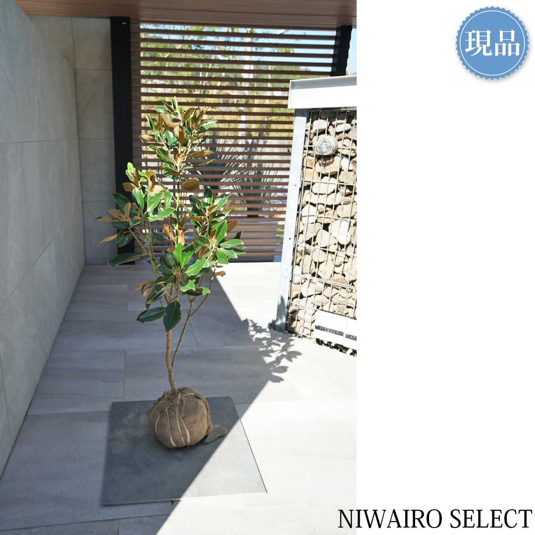 楽天市場】【現品】【リトルジェム】タイサンボク 泰山木 矮性 自然風