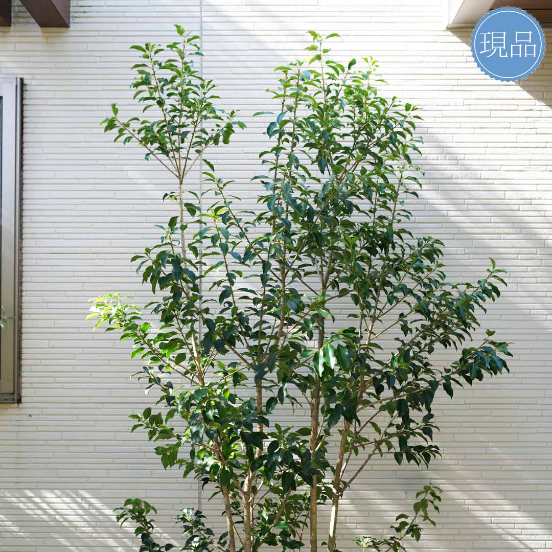 楽天市場】鉢植え【ソヨゴ】株立ち 自然風樹形 雌株 全高H≒215 × 枝張