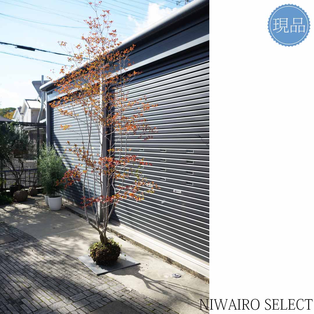 楽天市場】大型 山採り【ドウダンツツジ】本株立ち 自然風樹形 樹高H