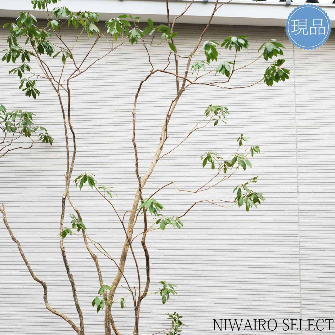 楽天市場】【現品】山採り【大型アセビ】白花 馬酔木 株立ち 自然風樹