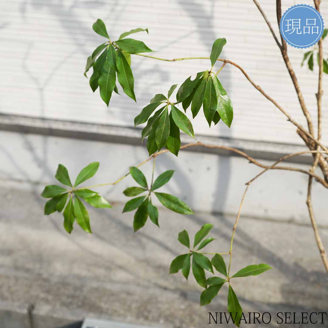 楽天市場】【現品】山採り【大型アセビ】白花 馬酔木 株立ち 自然風樹