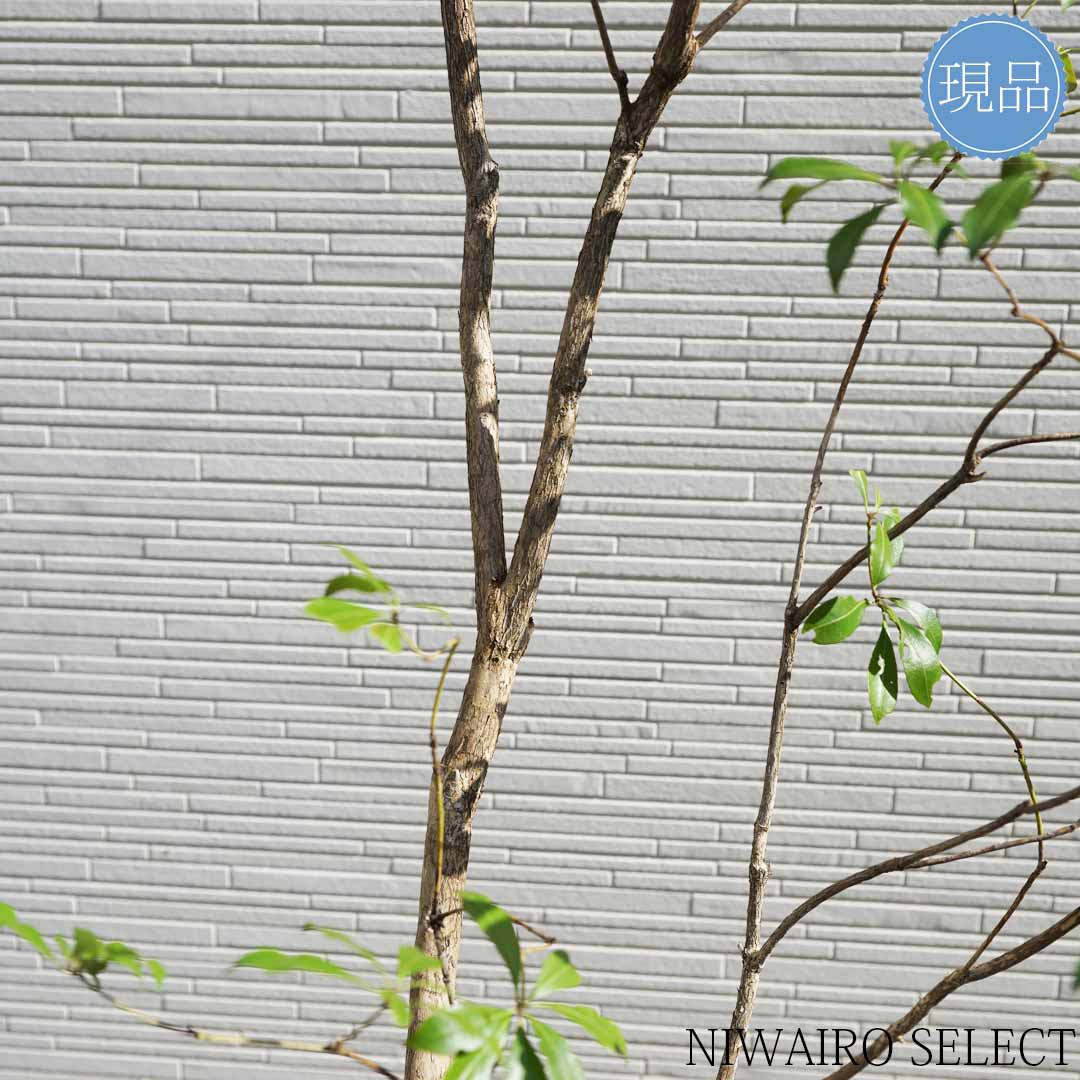 楽天市場】【現品】山採り【大型アセビ】白花 馬酔木 自然風樹形 樹高H