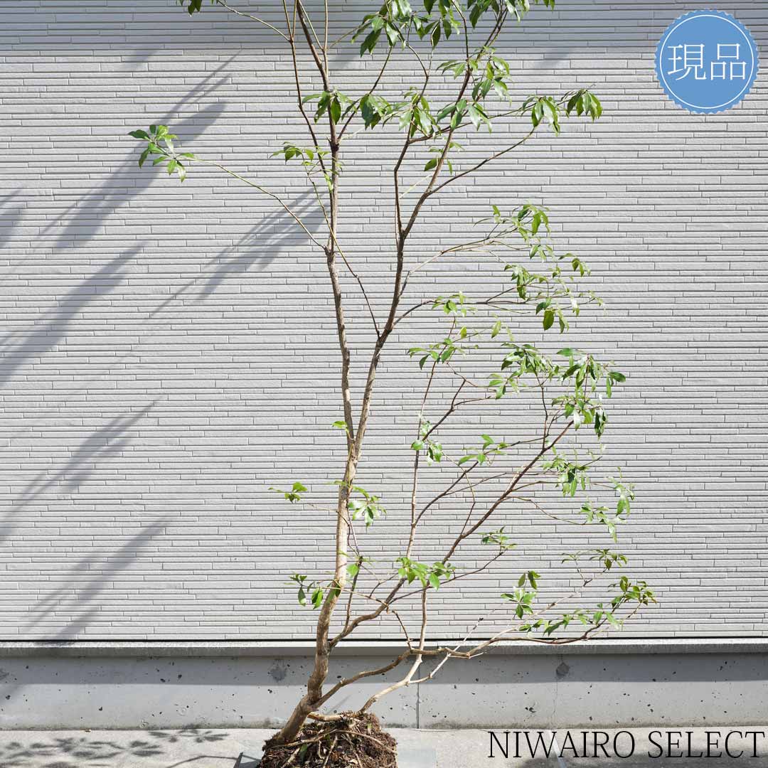 楽天市場】【現品】山採り【大型アセビ】白花 馬酔木 自然風樹形 樹高H