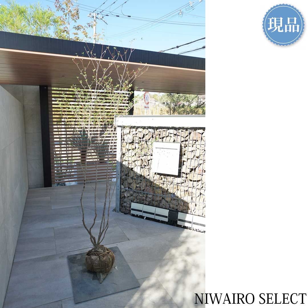 楽天市場】【現品】山採り【アブラツツジ】アブラドウダンツツジ 油