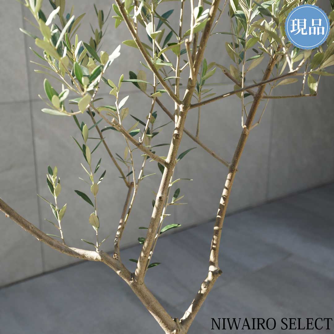楽天市場】【現品】鉢植え【オリーブの木】ミッション 自然風樹形 全高