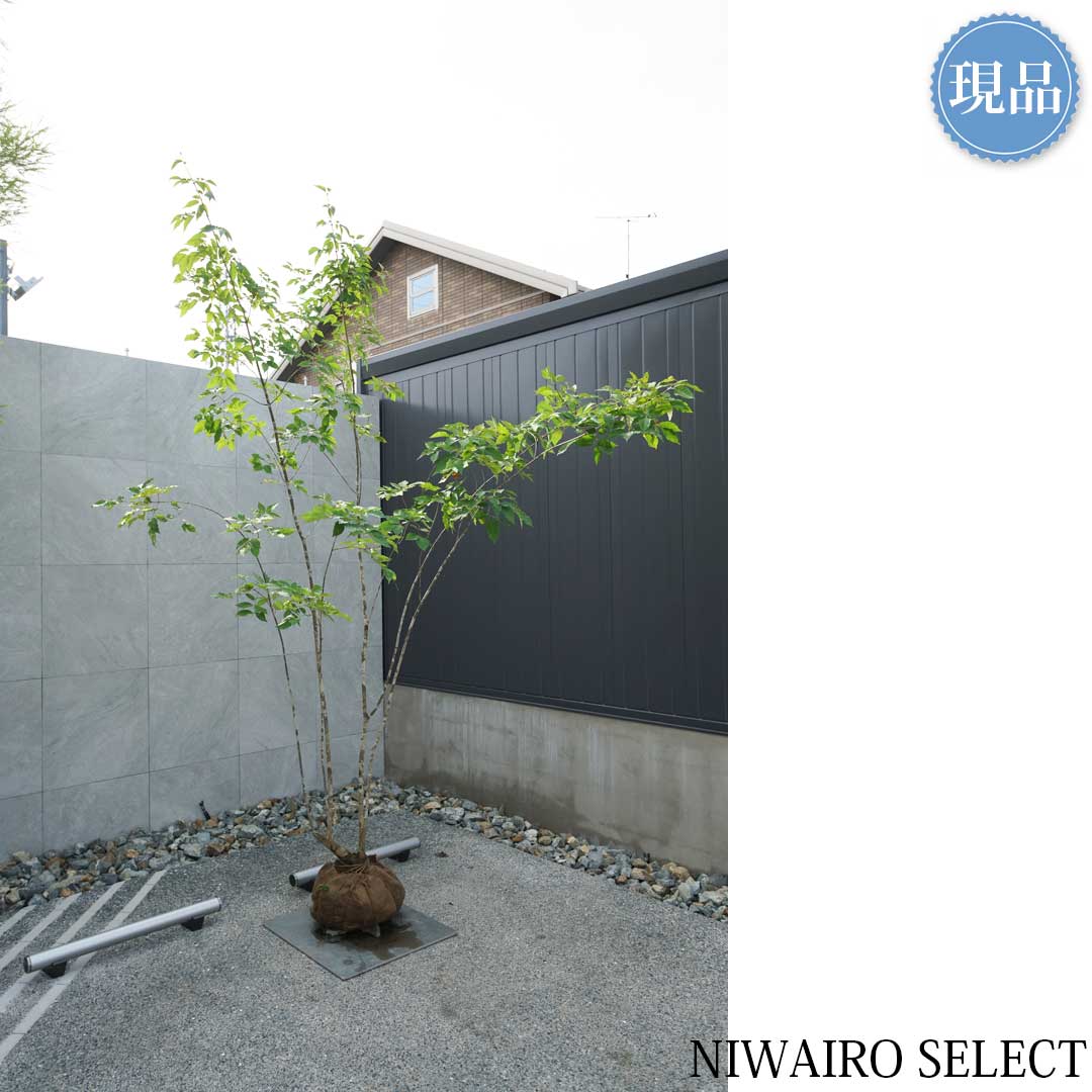 楽天市場】【現品】山採り【アオダモ】本株立ち 自然風樹形