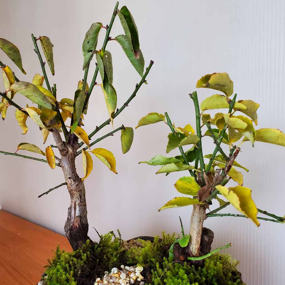 楽天市場】盆栽 梅 紅白 二本植え 紅梅 白梅 梅盆栽花咲くボンサイ