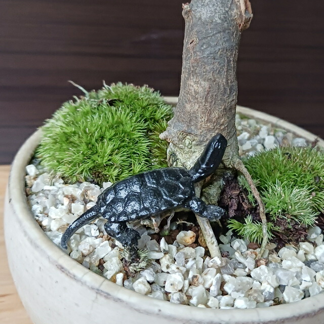 楽天市場】ミニチュア 添配 盆景 蝋型鋳物 銅製 亀（かめ）中サイズ