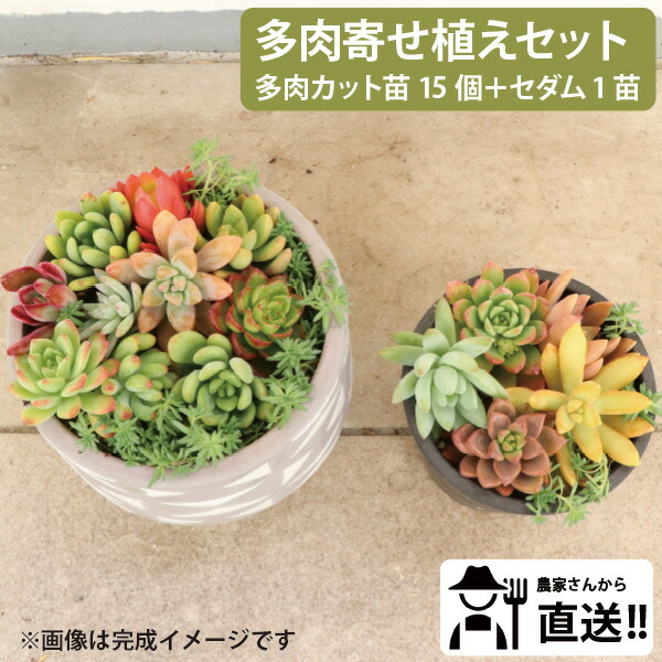 楽天市場】生産者直送！多肉カット苗（15個）とセダム1苗 寄せ植え