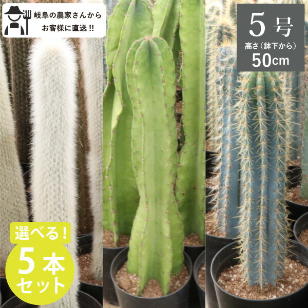 サボテン 大型」の人気商品一覧 | 安い商品を通販サイトから探す