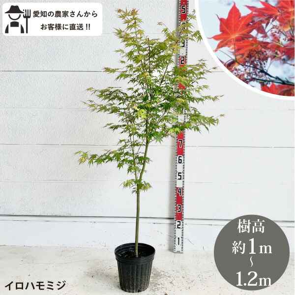 楽天市場】［生産者直送］イロハモミジ 樹高約1～1.2m 単木 送料無料