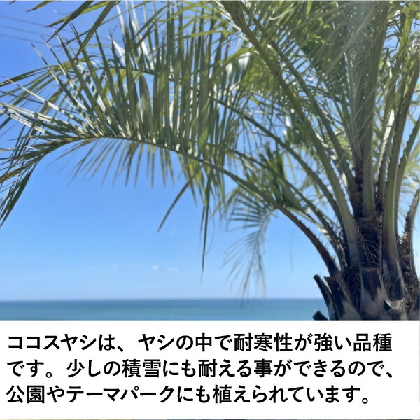 楽天市場】［生産者直送］ココスヤシ 株立ち(3本立ち) 樹高約60cm 耐寒