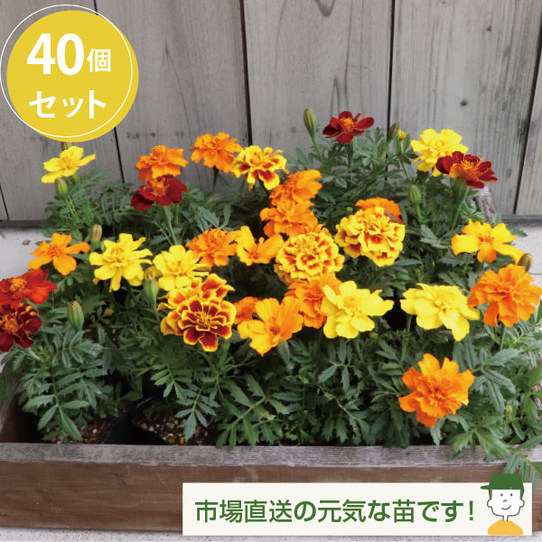 楽天市場】マリーゴールド カラーミックス 40個 セット (3号 9cmポット
