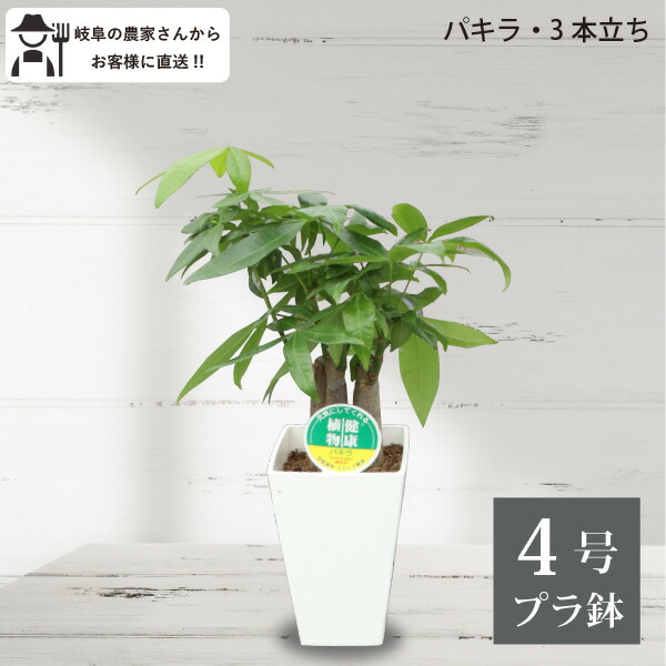 楽天市場】パキラ（3本立ち）4号鉢 1～5個セット 観葉植物 王道 人気