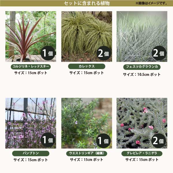 楽天市場】宿根草で作るオージープランツ風ガーデン ［B］広域セット