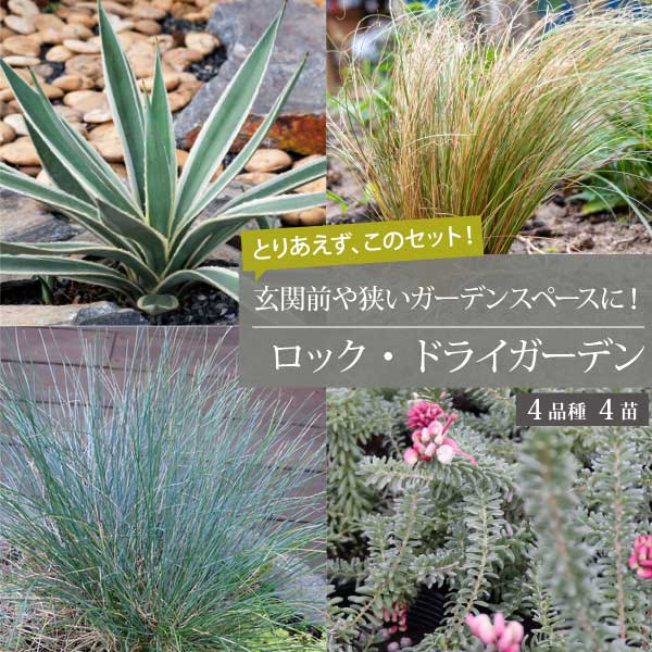 楽天市場】**3月中旬以降発送** ロックガーデンセット ［B］基本4品種