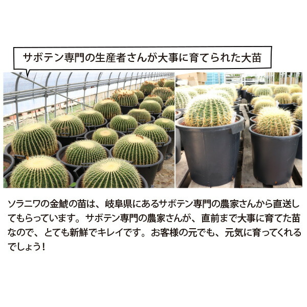 楽天市場】キンシャチ 金シャチ 金鯱 サボテン 8号 大苗 新築祝い 大型