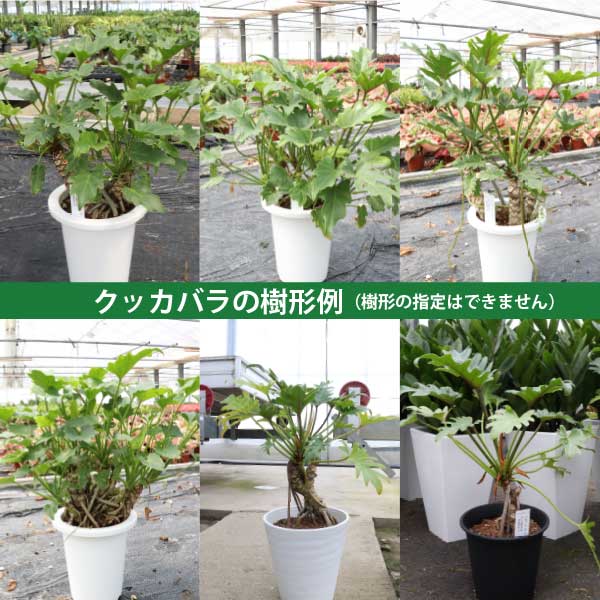 楽天市場】フィロデンドロン クッカバラ 根上がり 6号鉢 1～5個セット