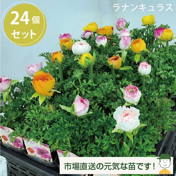 切り花 苗 バラ」の人気商品一覧 | 安い商品を通販サイトから探す