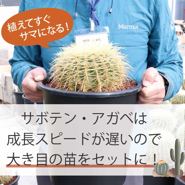 楽天市場】**3月中旬以降発送** サボテンで造るロックガーデンセット 3