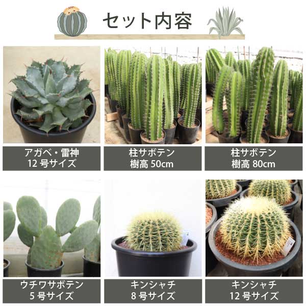 楽天市場】**3月中旬以降発送** アガベ・サボテンで造るロックガーデン
