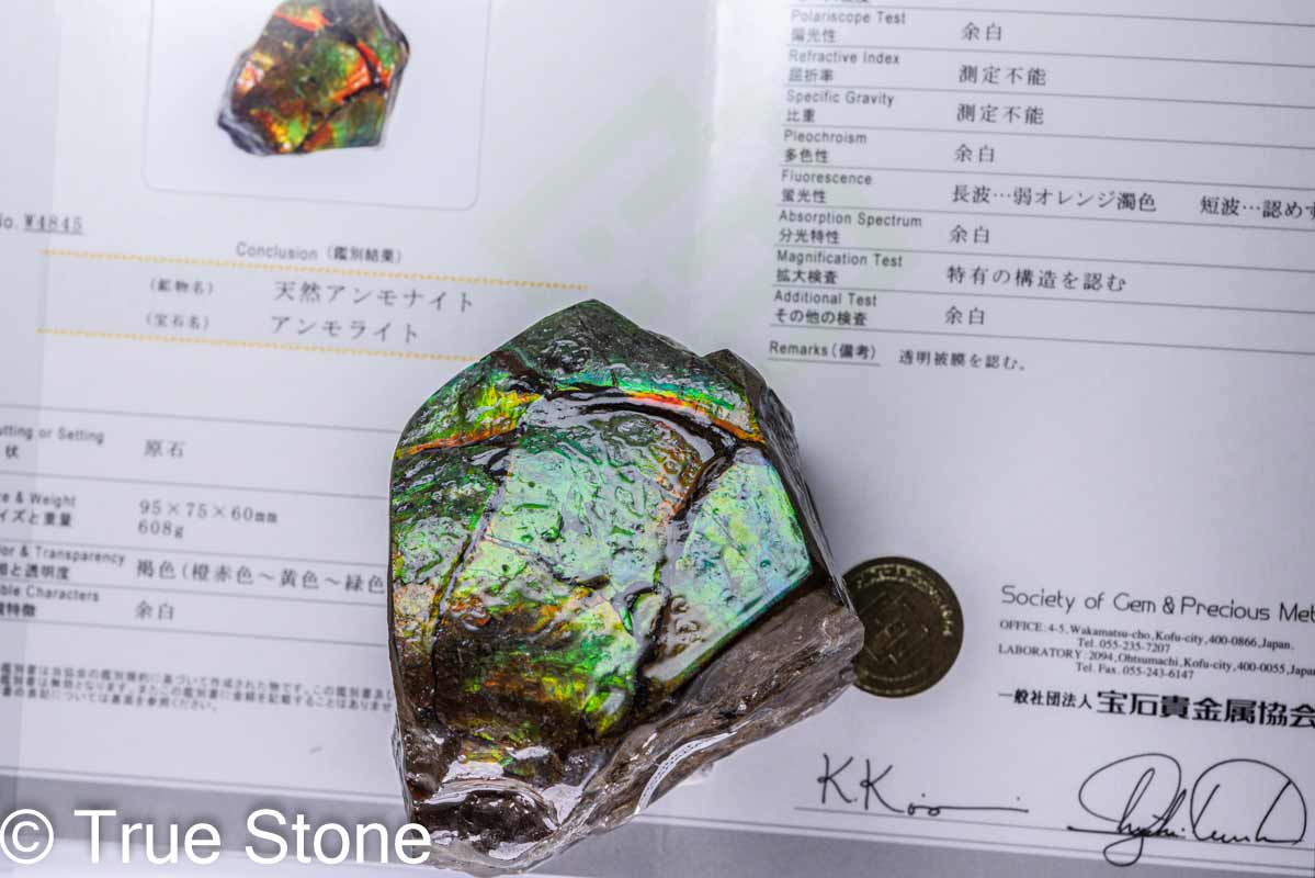 楽天市場】鑑別書付き 希少 AAA アンモライト 原石 608g ドラゴン