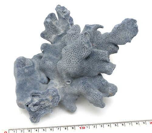 楽天市場】【インテリア用珊瑚パーツ】ブルーリッジコーラル 青珊瑚 青