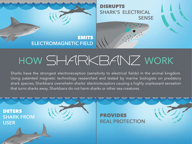 楽天市場】シャークバンズ SHARKBANZ 2 サーフィン ダイビング サメ