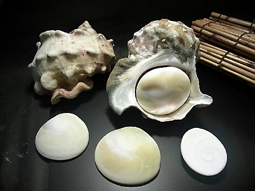 楽天市場】【インテリア！】【マッサージにお勧め！】希少貝夜光貝