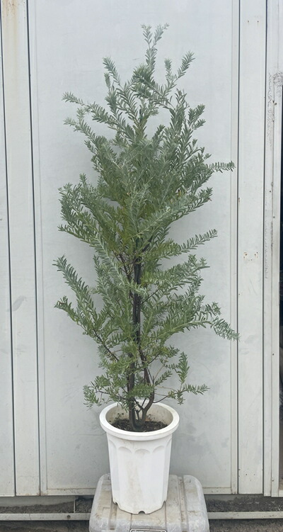 楽天市場】現品発送 タイサンボク リトルジェム 樹高0.7m（根鉢含まず