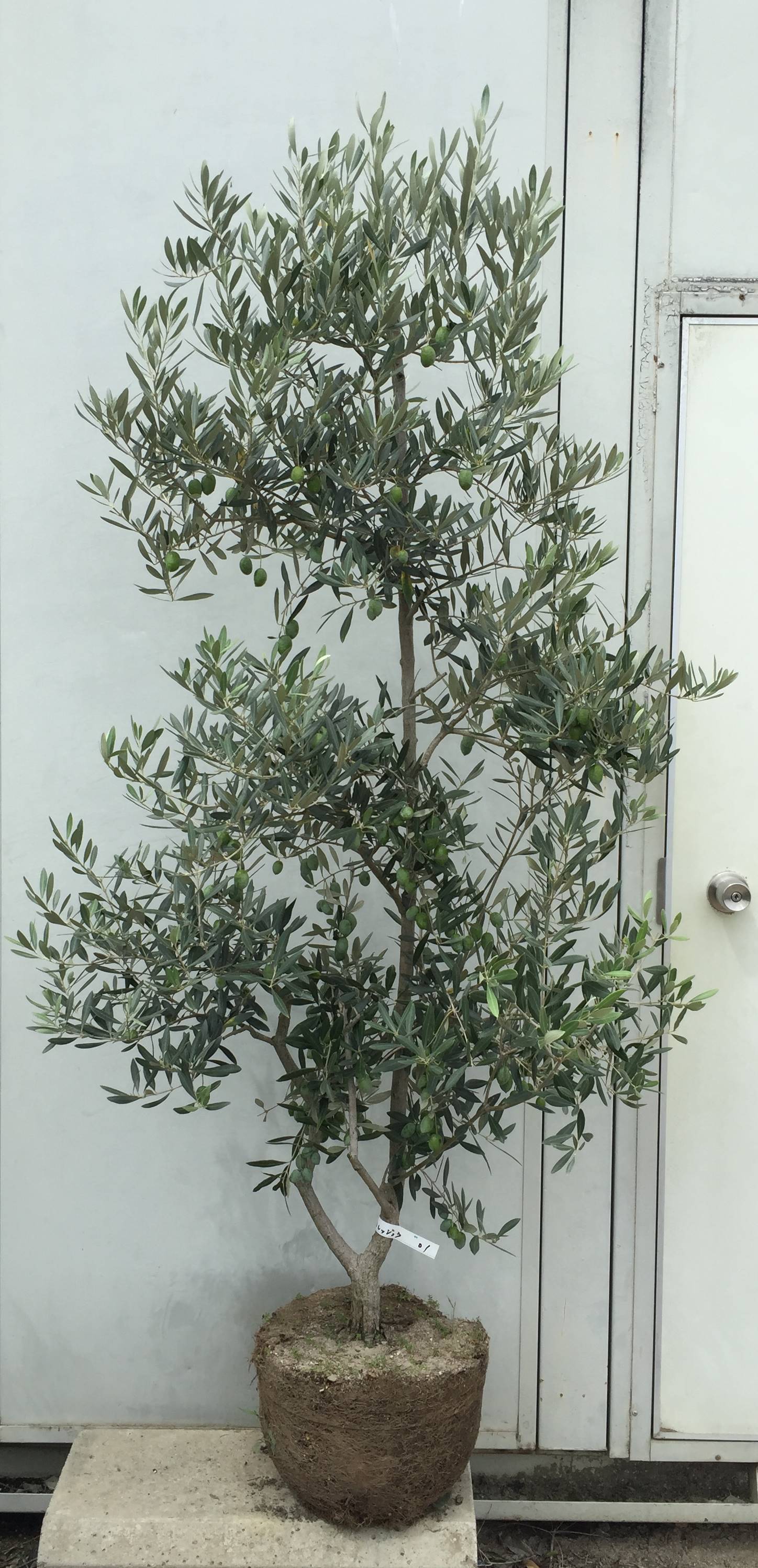 楽天市場】現品発送 オリーブの木 コレッジョラ 樹高1.6m（根鉢含まず
