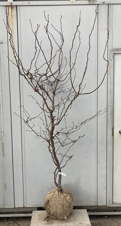 楽天市場】現品発送 雲竜梅（ウンリュウバイ）樹高1.8m（根鉢含まず