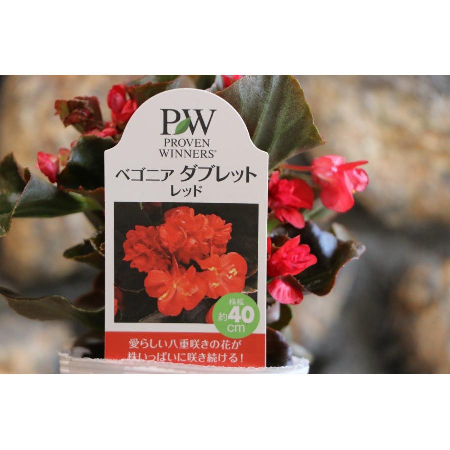 楽天市場】八重咲きベゴニア ダブレット レッド 銅葉 3.5号ポット苗