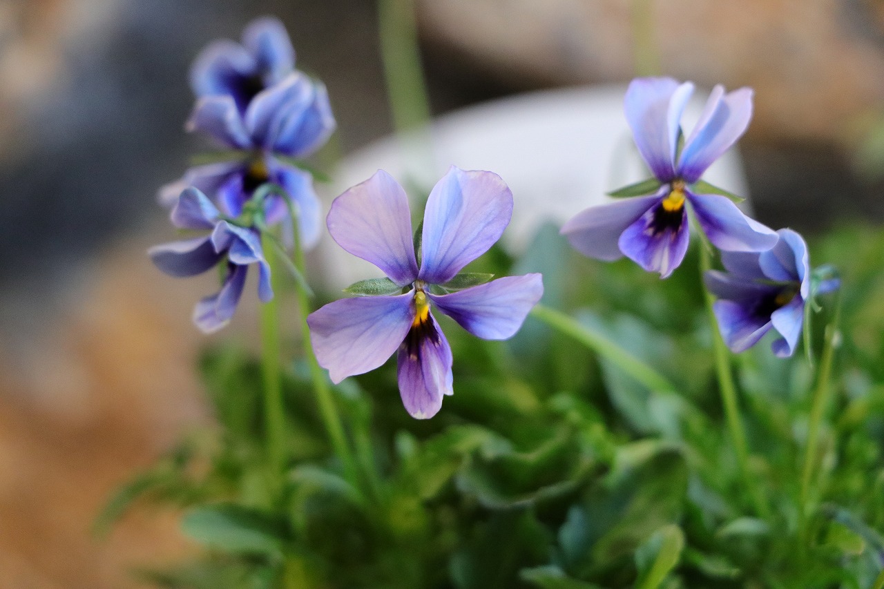 楽天市場】ビオラ 神戸べっぴんさん ブルージャスミン アソート 3.5号