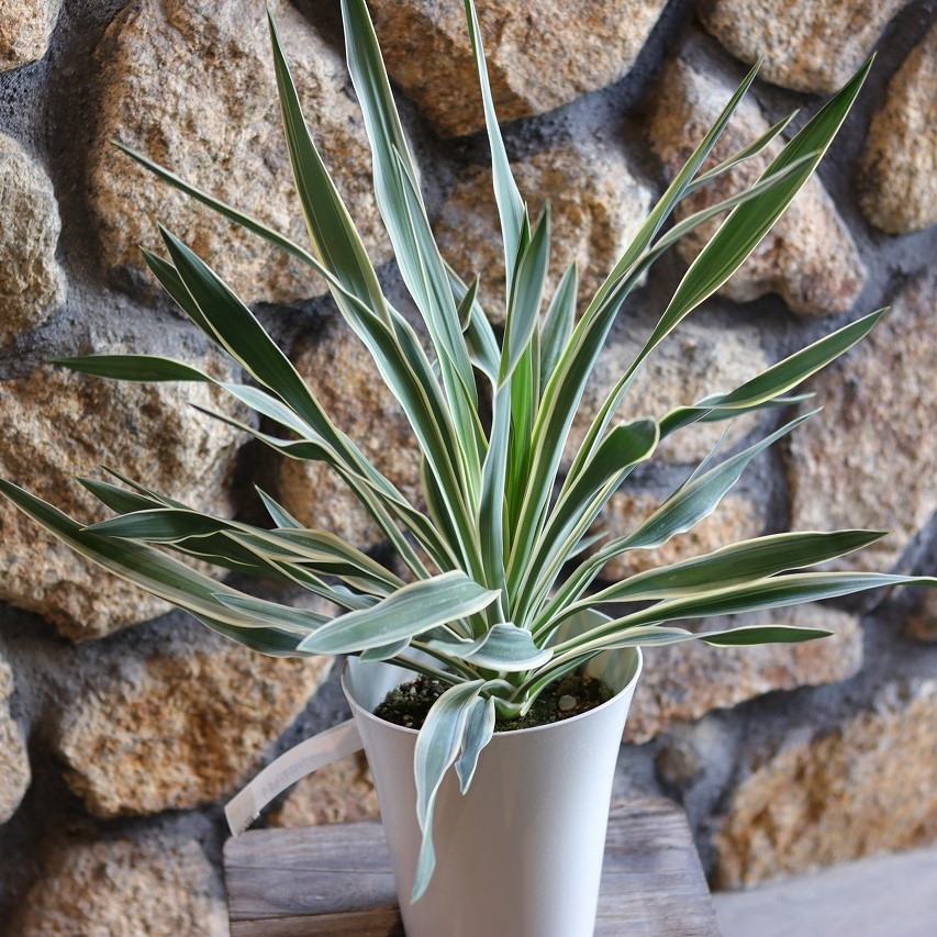 楽天市場】斑入り ユッカ グロリオサ バリエガータ 6号鉢 グロリオーサ