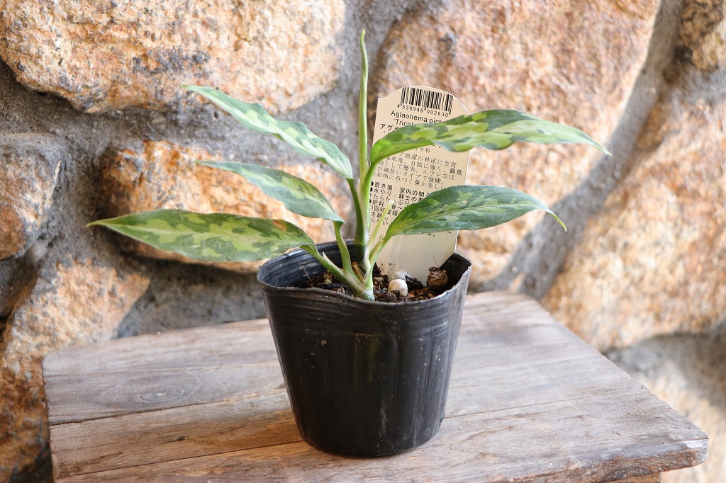 楽天市場】アグラオネマ ピクタム トリカラー エウレカ 3〜3.5号ポット