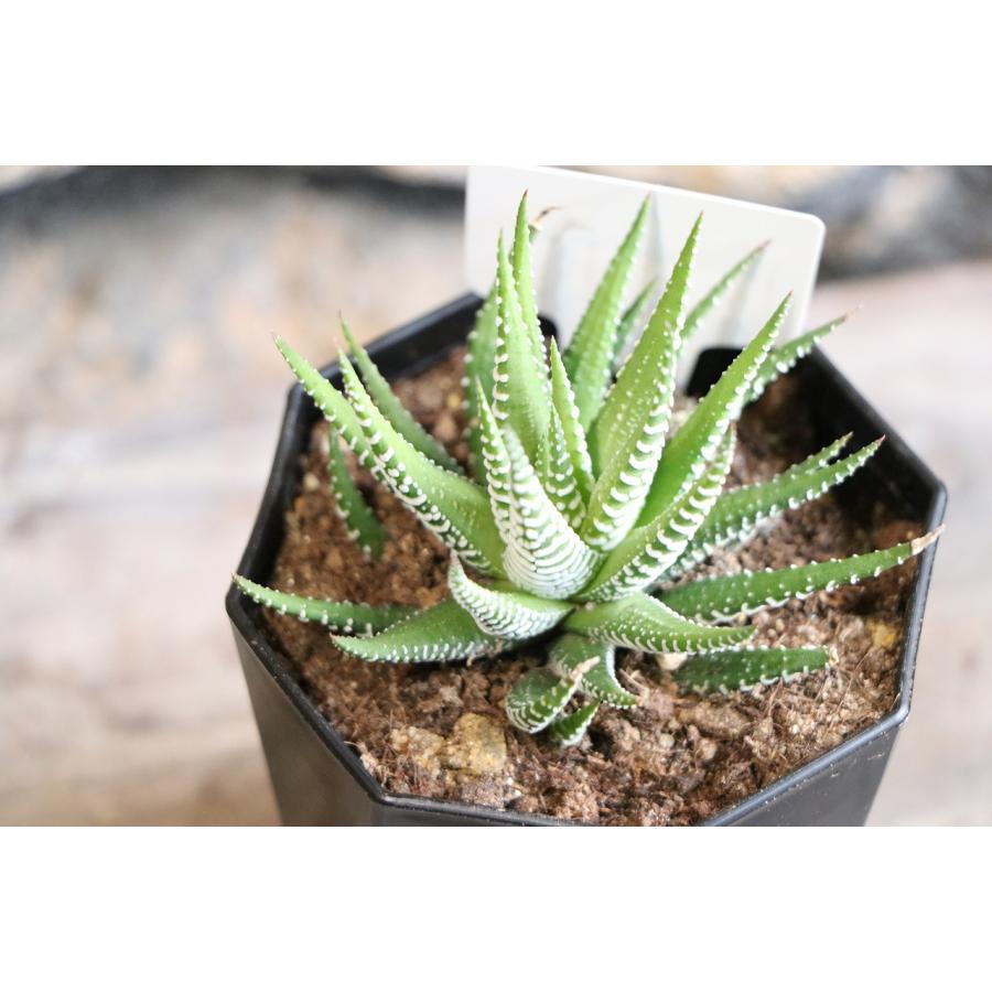 楽天市場】【現品48】 多肉植物 ハオルチア (ハオルシア) 十二の巻