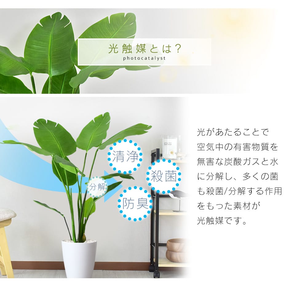 楽天市場】【クーポン20%off 3/8 00時〜24時】 人工観葉植物 お手入れ