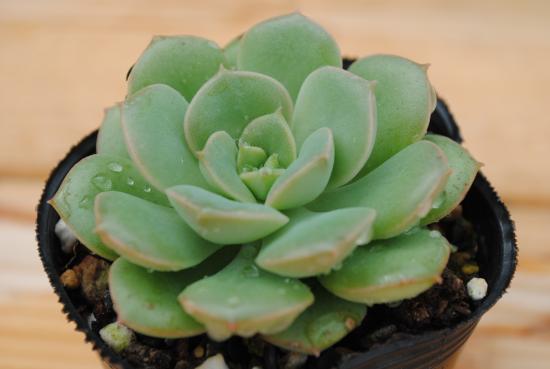 楽天市場】多肉植物 ポット苗 多肉 エケベリア 緑牡丹 : GREEN OASIS