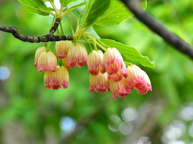 楽天市場】サラサドウダン 1.5m 露地 2本 苗木 : トオヤマグリーン